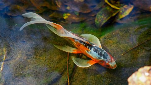 Butterfly Koi mit langen Flossen und roten und weißen Flecken und einem schwarzen Netzmuster oben