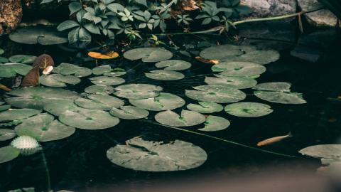 Gesunde Wasserpflanzen und Seerosenblätter in einem Teich durch optimale Karbonathärte