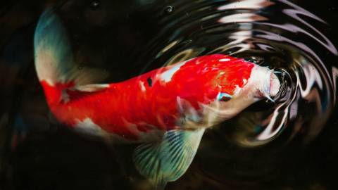 Ein rotweißer Koi im dunklen Wasser, dessen Koi Karpfen Preis nach Qualität und Farbmuster variieren kann