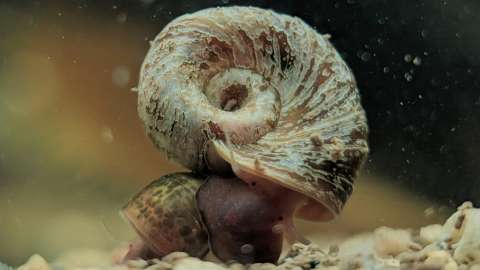 Seitenansicht einer Posthornschnecke im Teich die auf kleinen Steinen am Grund sitzt